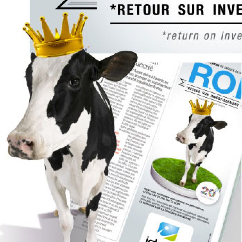 zoom roi vache