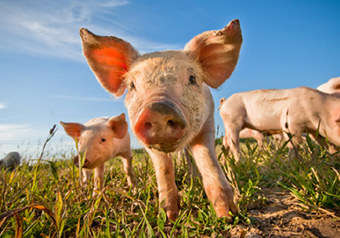 bicom-corporate-idena-marque-cochon-agro-alimentaire